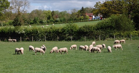 a herd of sheep grazing in a fenced pasture
